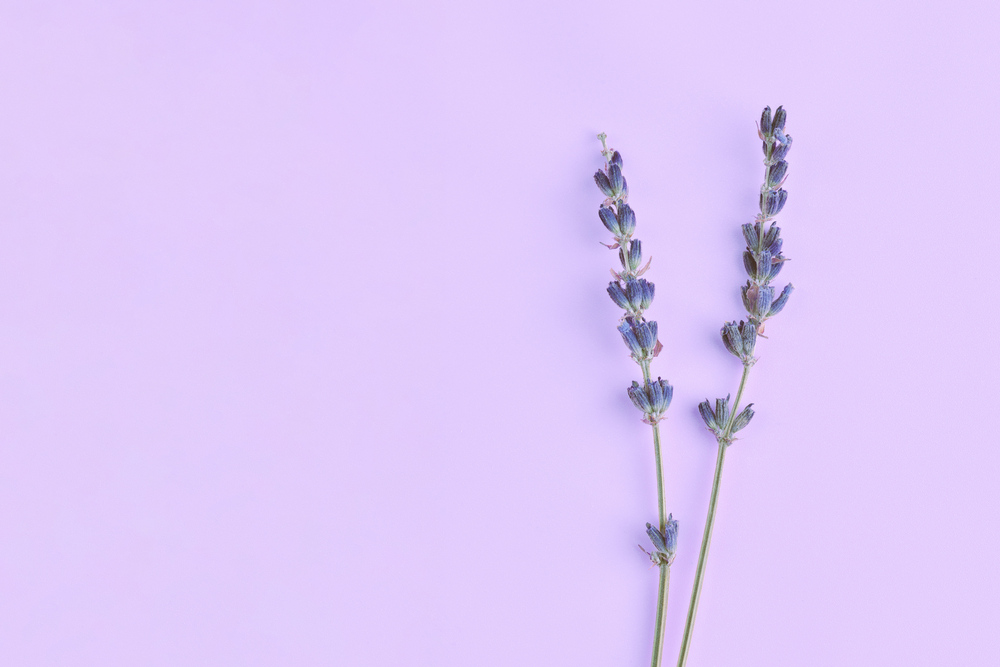 May 2024's Color of The Month: Serene Lavender